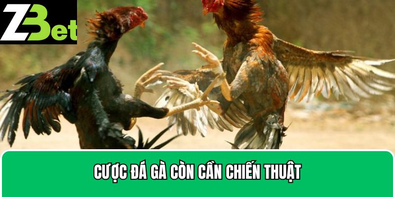 Cược đá gà còn cần chiến thuật