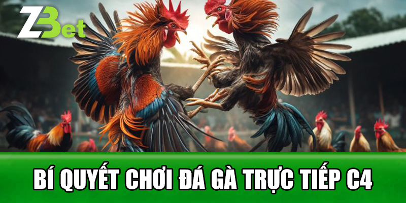 Bí Quyết Chơi Đá Gà Trực Tiếp C4