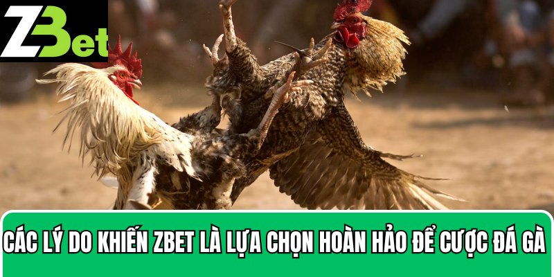 Hướng dẫn tham gia cược đá gà trực tiếp với 3 bước